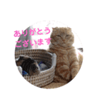 琥珀と銀次郎②（個別スタンプ：22）