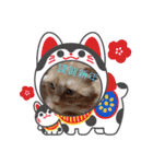 琥珀と銀次郎②（個別スタンプ：24）