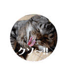 琥珀と銀次郎②（個別スタンプ：32）