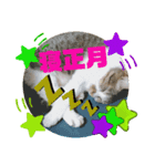 ナナエモン⑦正月っぽい（個別スタンプ：7）
