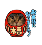 正月cats（個別スタンプ：11）