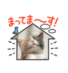 正月cats（個別スタンプ：28）