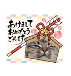 正月cats（個別スタンプ：29）