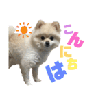 わたげ_stamp（個別スタンプ：8）