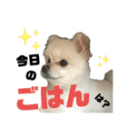 わたげ_stamp（個別スタンプ：9）