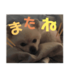 わたげ_stamp（個別スタンプ：11）
