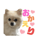 わたげ_stamp（個別スタンプ：14）