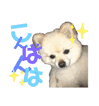 わたげ_stamp（個別スタンプ：17）
