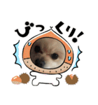 わたげ_stamp（個別スタンプ：22）