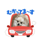 わたげ_stamp（個別スタンプ：24）