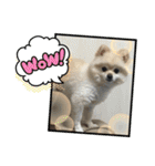 わたげ_stamp（個別スタンプ：35）