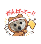 わたげ_stamp（個別スタンプ：36）