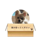 わたげ_stamp（個別スタンプ：37）