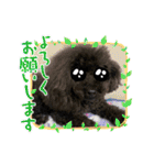 トイプードルのチョッパー2（個別スタンプ：4）