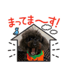 トイプードルのチョッパー2（個別スタンプ：24）