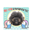 トイプードルのチョッパー2（個別スタンプ：33）