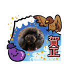 トイプードルのチョッパー2（個別スタンプ：37）