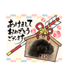 トイプードルのチョッパー2（個別スタンプ：40）