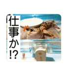 コッペとオレオの生活（個別スタンプ：2）