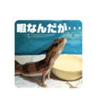 コッペとオレオの生活（個別スタンプ：3）