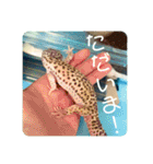 コッペとオレオの生活（個別スタンプ：8）
