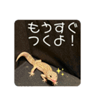 コッペとオレオの生活（個別スタンプ：11）