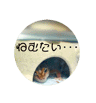 コッペとオレオの生活（個別スタンプ：13）
