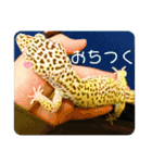 コッペとオレオの生活（個別スタンプ：20）