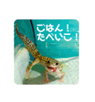 コッペとオレオの生活（個別スタンプ：21）