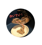 コッペとオレオの生活（個別スタンプ：22）