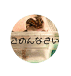 コッペとオレオの生活（個別スタンプ：24）