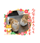 むぎ＆がんちゃん年末年始（個別スタンプ：3）