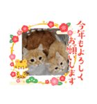 むぎ＆がんちゃん年末年始（個別スタンプ：4）