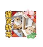 むぎ＆がんちゃん年末年始（個別スタンプ：18）