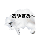 日本スピッツ☆ユキチ（個別スタンプ：2）