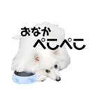 日本スピッツ☆ユキチ（個別スタンプ：13）