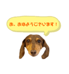 ミニチュアダックスりん物語返答編（個別スタンプ：4）