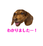 ミニチュアダックスりん物語返答編（個別スタンプ：6）