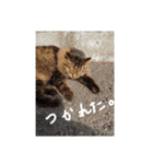 ボサノバと仲間たち（個別スタンプ：3）