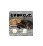 ボサノバと仲間たち（個別スタンプ：4）