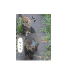 ボサノバと仲間たち（個別スタンプ：12）