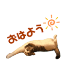 やえがし家のにゃんこたち（個別スタンプ：1）