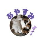 やえがし家のにゃんこたち（個別スタンプ：2）