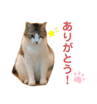 やえがし家のにゃんこたち（個別スタンプ：3）