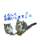 やえがし家のにゃんこたち（個別スタンプ：4）