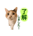 やえがし家のにゃんこたち（個別スタンプ：6）