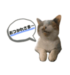 やえがし家のにゃんこたち（個別スタンプ：7）
