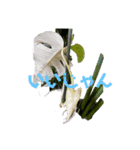 窓辺の観葉植物（個別スタンプ：1）