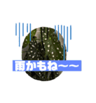 窓辺の観葉植物（個別スタンプ：7）