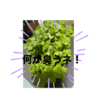 窓辺の観葉植物（個別スタンプ：8）